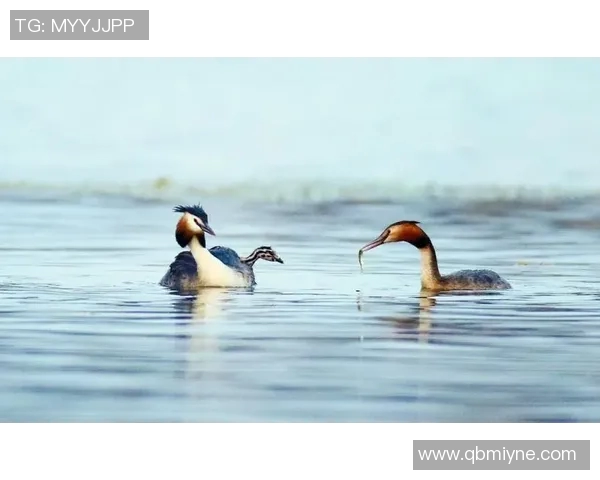 姚明鹏平湖的魅力探索与自然和谐共生的美丽画卷